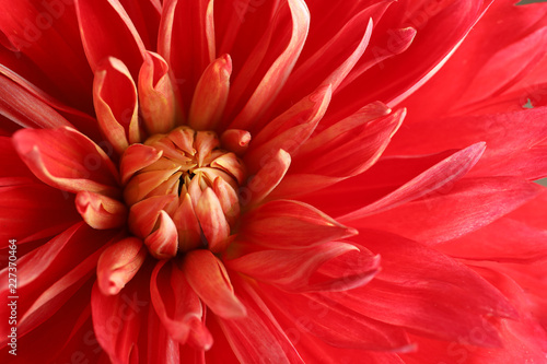 Fototapeta Naklejka Na Ścianę i Meble -  Beautiful red dahlia flower as background, closeup