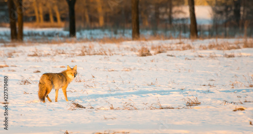 Fototapeta Naklejka Na Ścianę i Meble -  Coyotes in winter