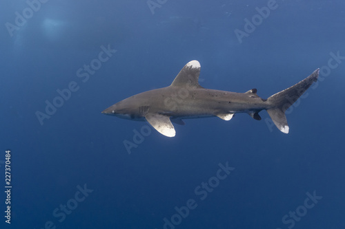 Oceanic Whitetip shark in the Red Sea at Elphinstone