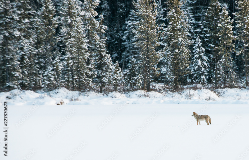 Coyotes in winter Coyotes in winter