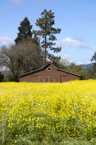 Old Barn in a Field of Mustard