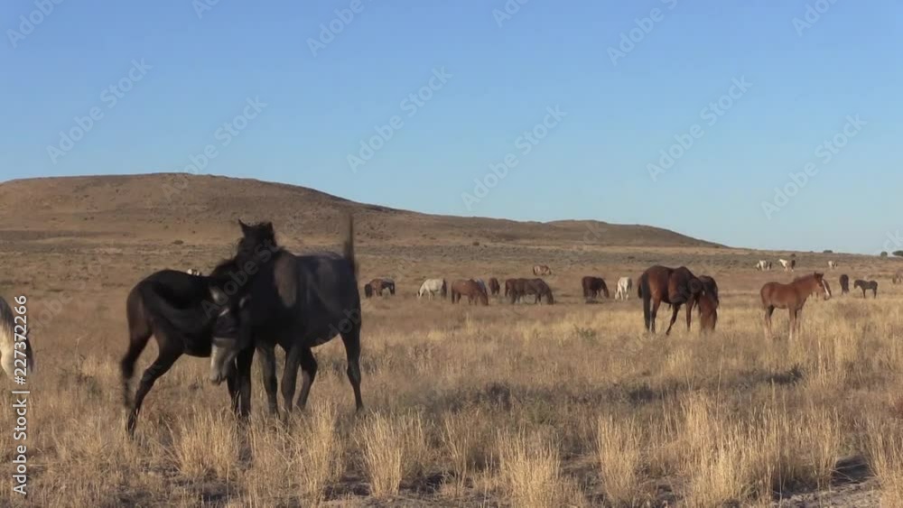 Wild horse Stallions Fighting Wild horse Stallions Fighting