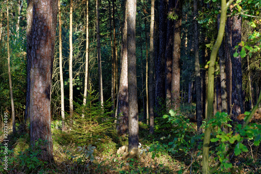 Obraz premium Sunny autumn forest