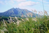 ススキ咲くラクダ山から見る根子岳