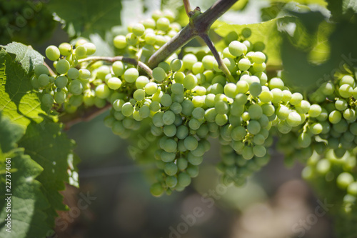 Vineyard landscape./ Grapes farm agriculture in south Poland photo