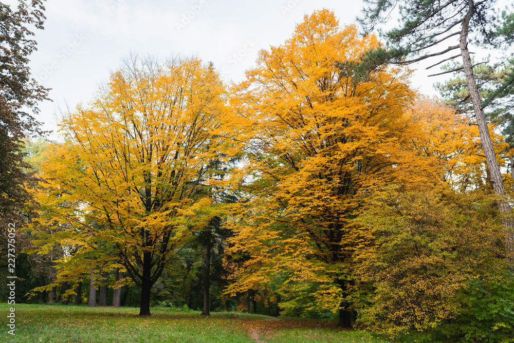 Fototapeta premium Dendropark Sofievka landscape