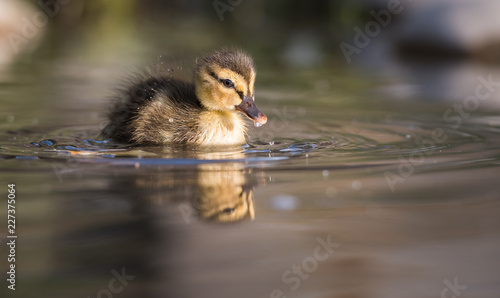 Mallard duck © Jillian
