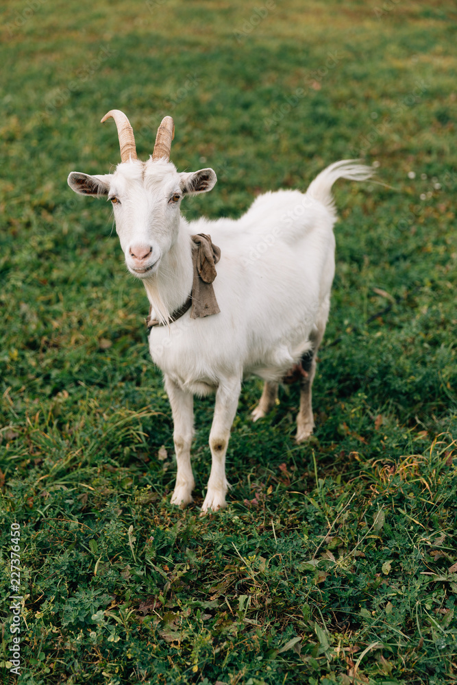 Obraz premium The white goat with big horns and a beard walks on a rural field