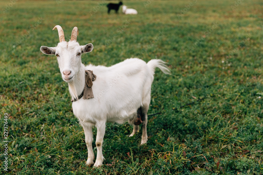 White goat stands on a green field in the village
