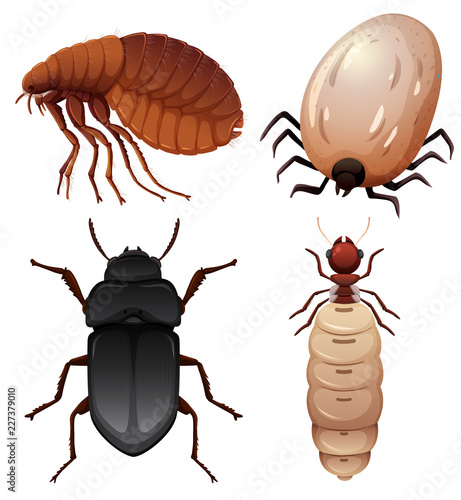 Set of insect on white background