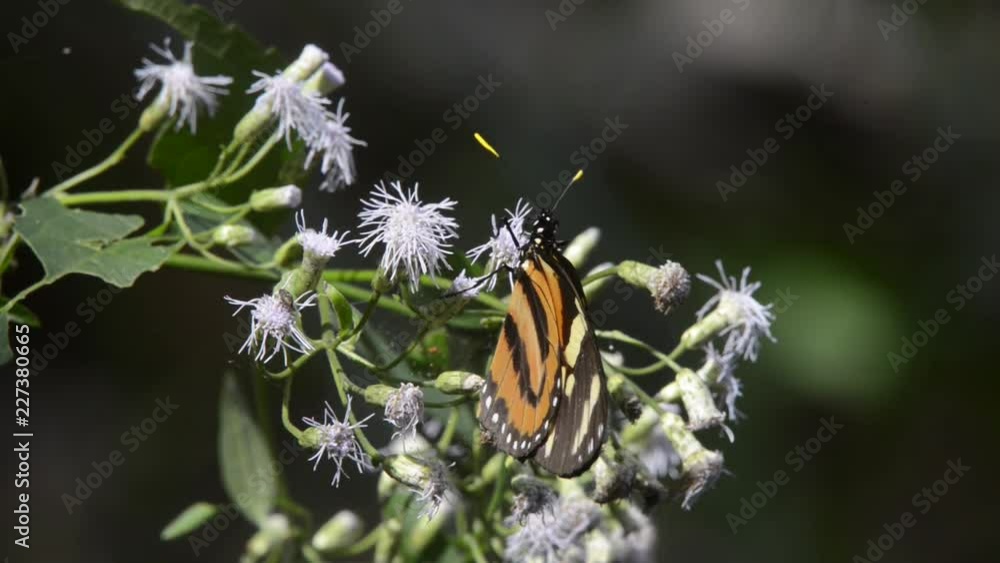 Butterfly rests on a flower and takes the pollen out of the it. Shakes the antennas and moves its body foward to take the pollen from another flower. Beetles walk around the leaves of the flower. Butterfly rests on a flower and takes the pollen out of the it. Shakes the antennas and moves its body foward to take the pollen from another flower. Beetles walk around the leaves of the flower.