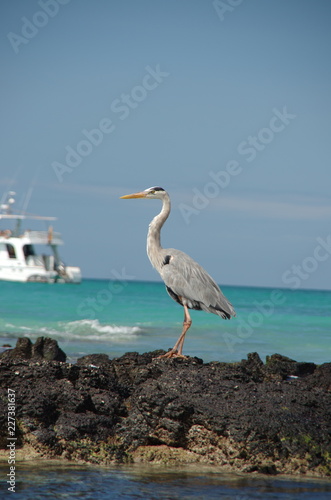 海辺の鳥