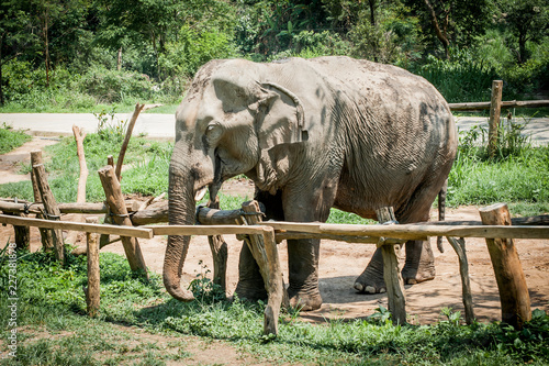 Beautiful elephant walking in natural reserve