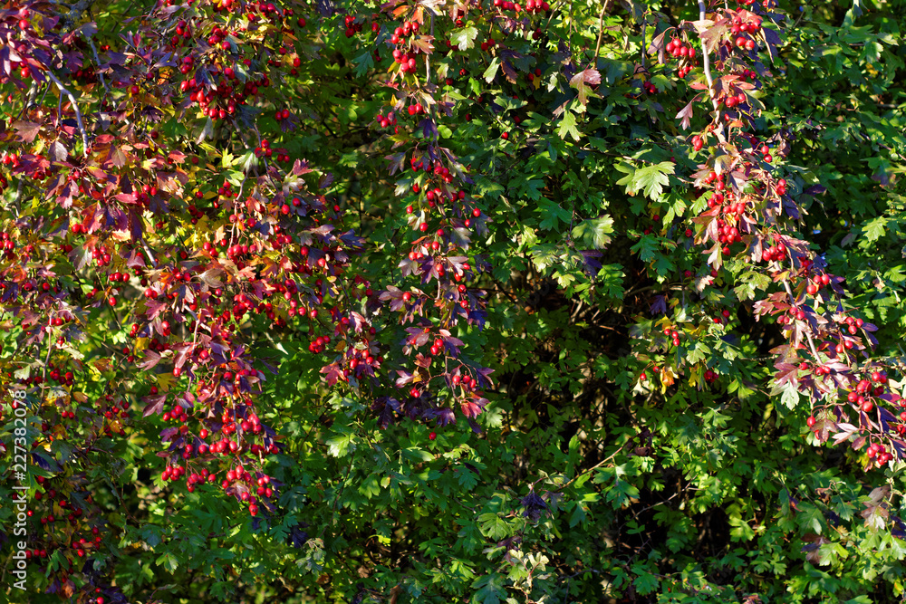 forest berries in the autumn forest