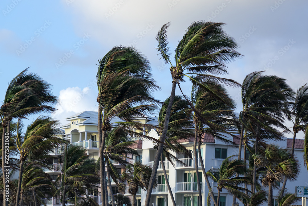 Naklejka premium Palm trees in a row on windy day over cloudy sky