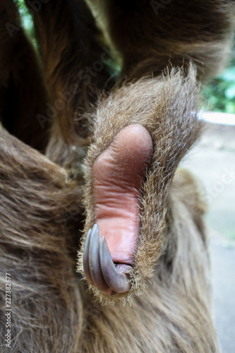 Costarican Sloth hindfoot © Patricio RAW
