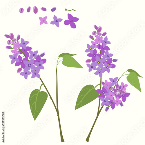 Flowering branch of lilac