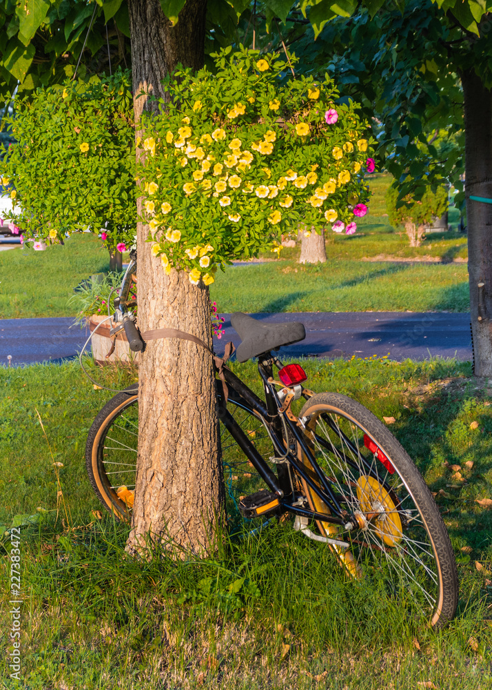 Tree hugger - bike?
