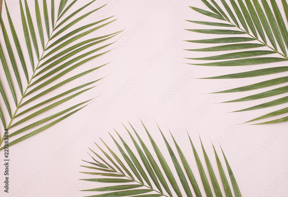 Fototapeta premium Green palm leaf. 