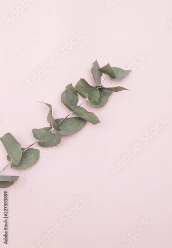 Eucalyptus branch.