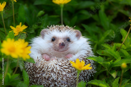 Foto Hedgehog cute animal in the flower garden.