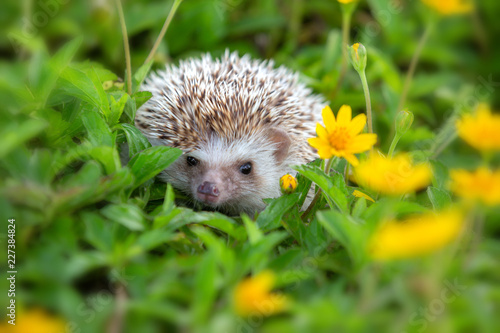 Hedgehog cute animal in the flower garden.
