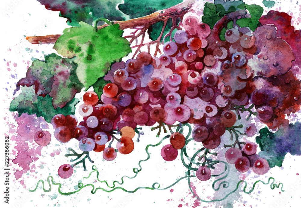 Vine on white background. A branch of grapes drawn in watercolor on paper. - obrazy, fototapety, plakaty 