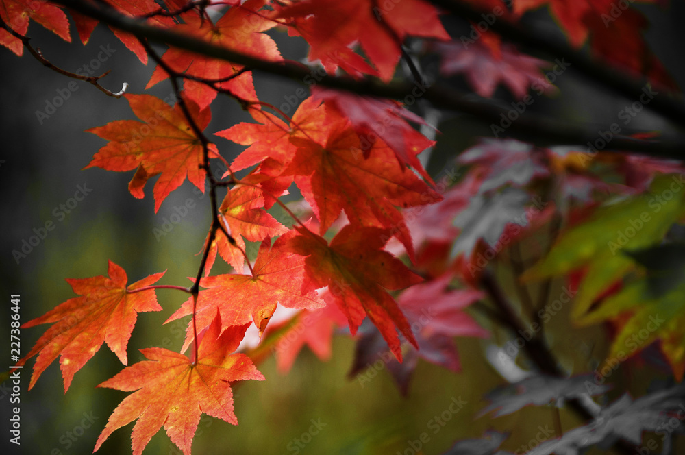 autumn leaves autumn leaves