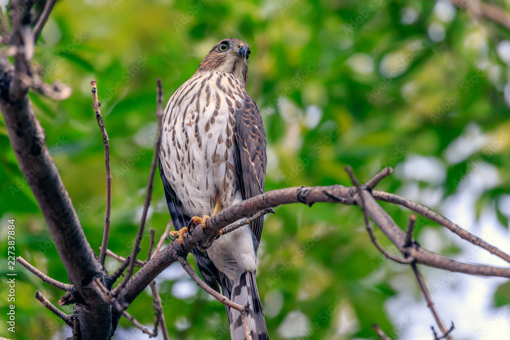 Cooper's Hawk, Accipiter cooperii, perched in a tree. Cooper's Hawk, Accipiter cooperii, perched in a tree.