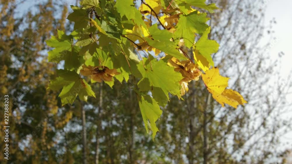 Yellow, orange and green maple leaves hanging on the tree and swaying in the wind. Close up Yellow, orange and green maple leaves hanging on the tree and swaying in the wind. Close up