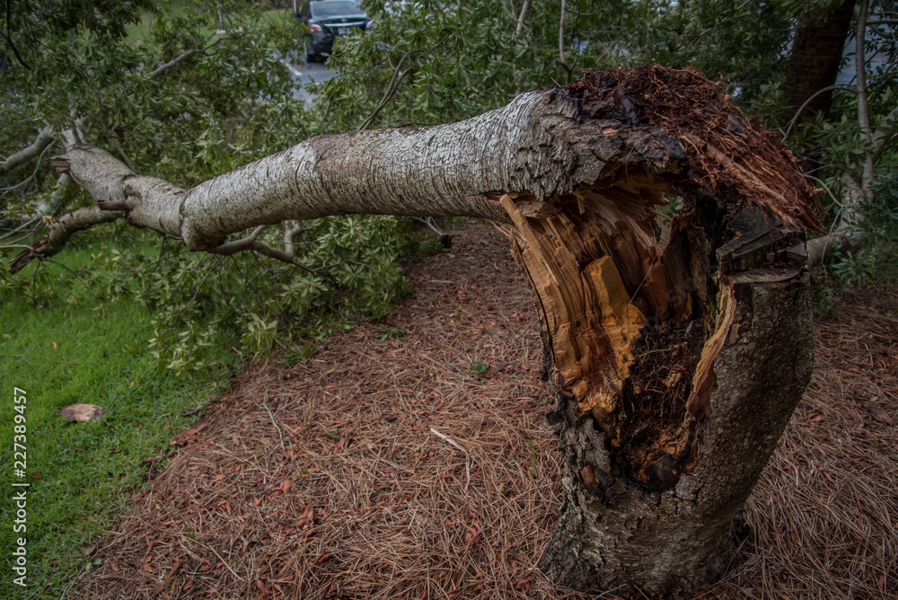 Fototapeta premium Destruction from Hurricane Michael 