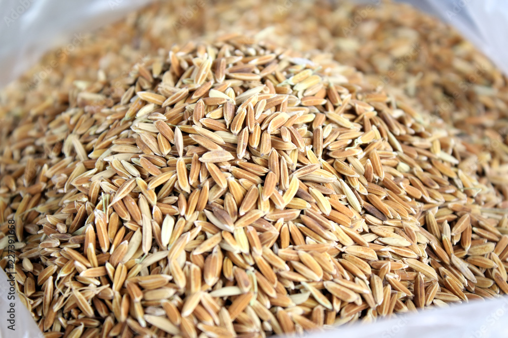 Fototapeta premium Rice grown in Thailand