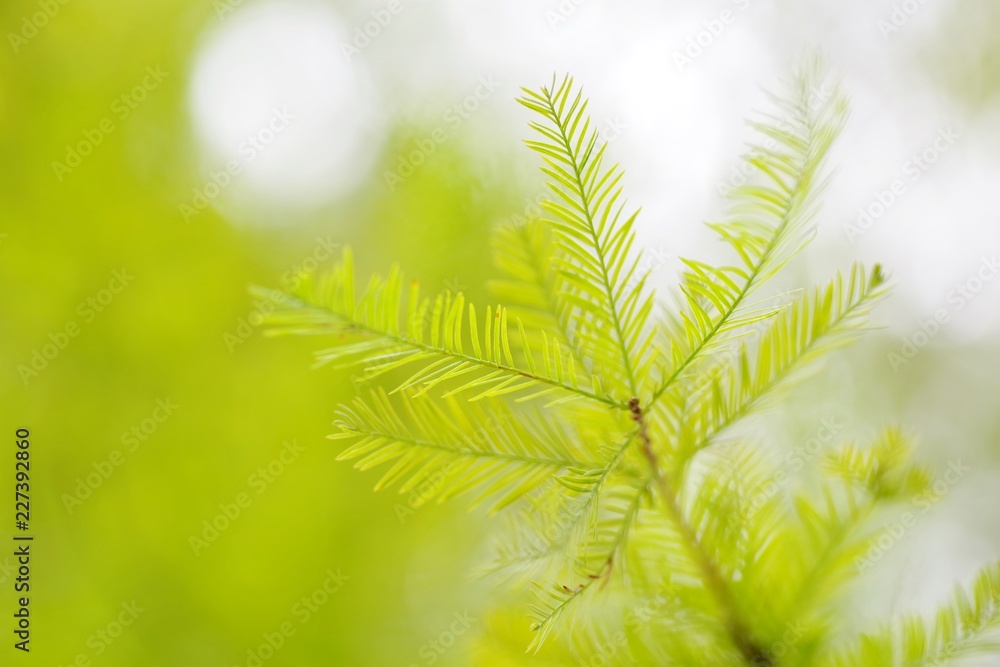 木の葉の間から漏れる光 木の葉の間から漏れる光