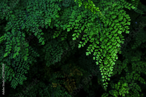 fern leaves