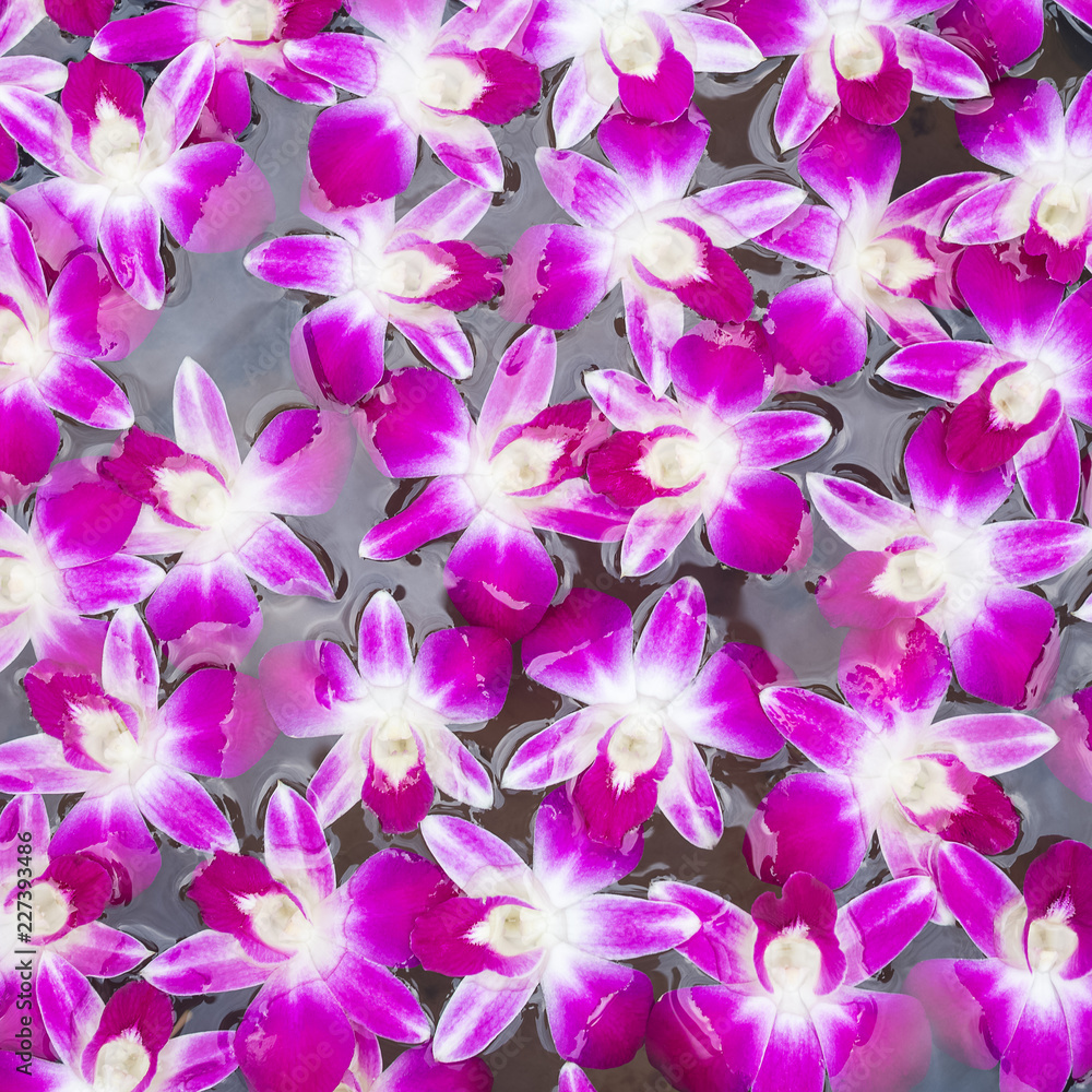 orchid flowers background orchid flowers background