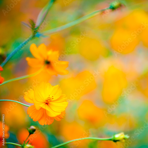 Wild flowers 