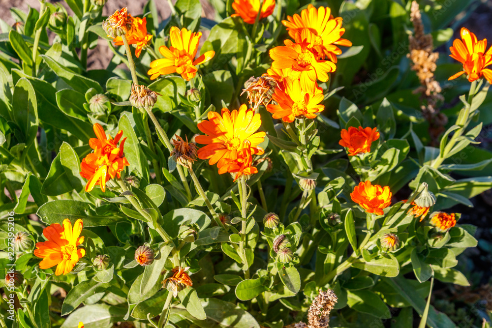 Orange calendula flower in garden