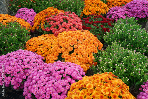 colorful chrysanthemum flowers outdoor in autumn season
