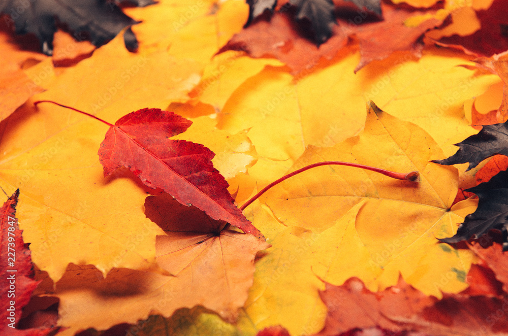 Obraz premium A bunch of red, yellow and purple autumn leaves. Bright nature. Color background for autumn posters. Creative processing