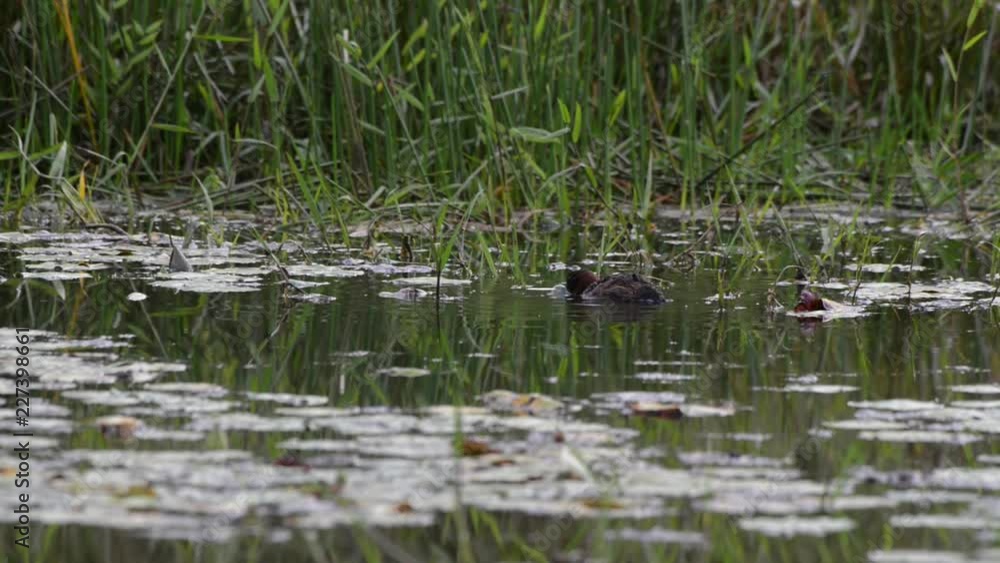 Scene of a Masked Duck swimming in the pond. It moves its head under the water and turns to the other side. Drops of rain fall around the pond. Scene of a Masked Duck swimming in the pond. It moves its head under the water and turns to the other side. Drops of rain fall around the pond.