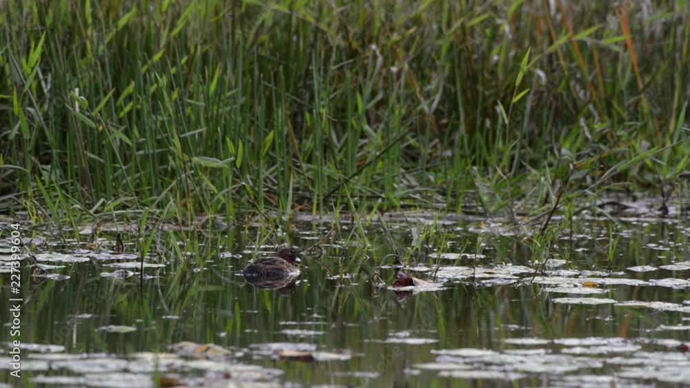 Scene of a Masked Duck inside the pond. He looks around, dips his head in the water and starts swimming. Scene of a Masked Duck inside the pond. He looks around, dips his head in the water and starts swimming.