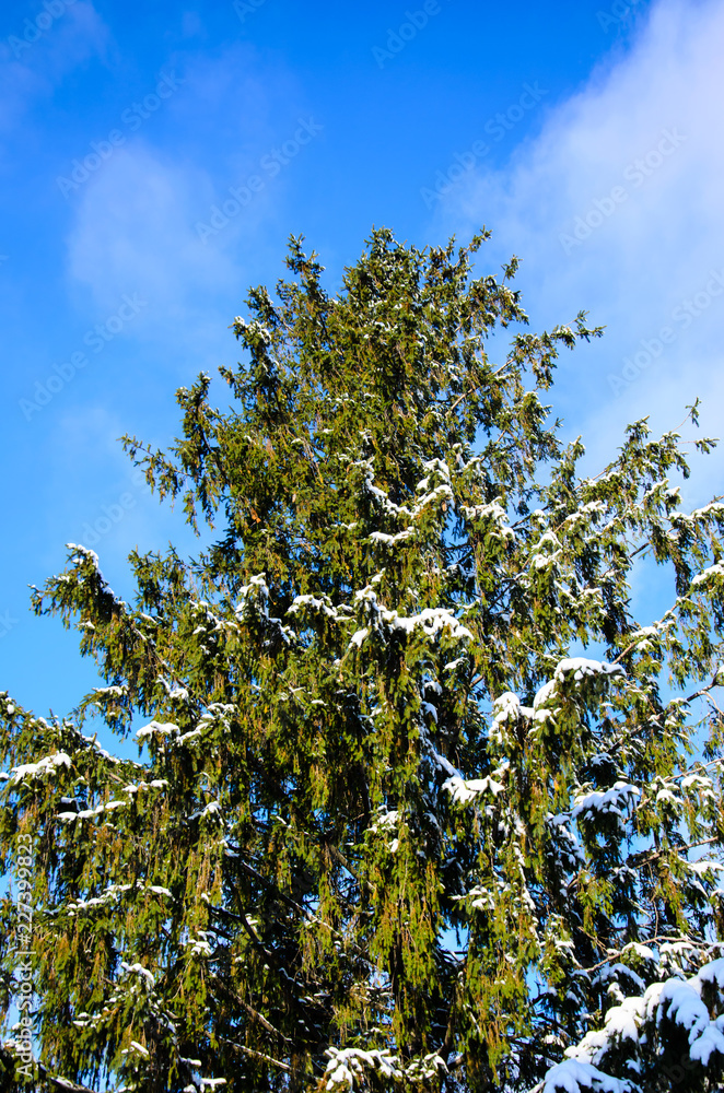Obraz premium Fir tree covered with the snow