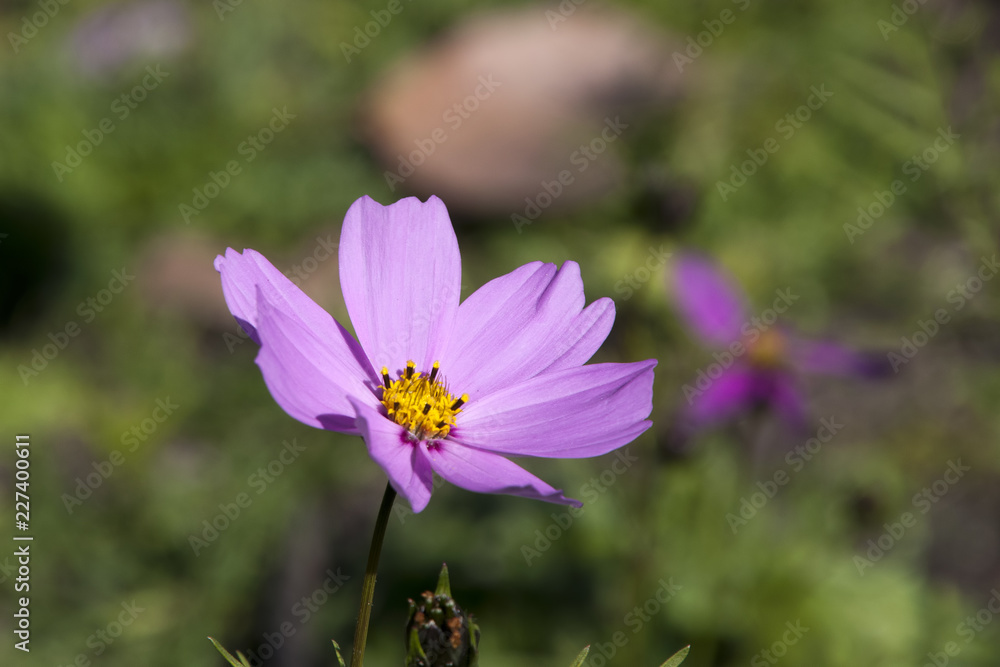 Sydney Australia, mauve cosmos wildflower in meadow Sydney Australia, mauve cosmos wildflower in meadow