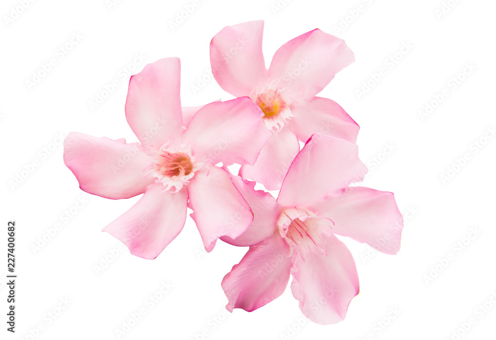oleander flowers isolated oleander flowers isolated