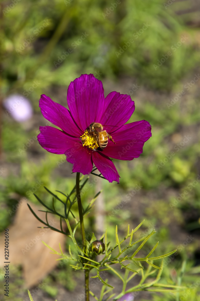 Sydney Australia, bee on a purple cosmos wildflower in meadow 