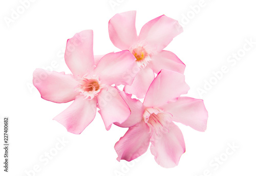 oleander flowers isolated