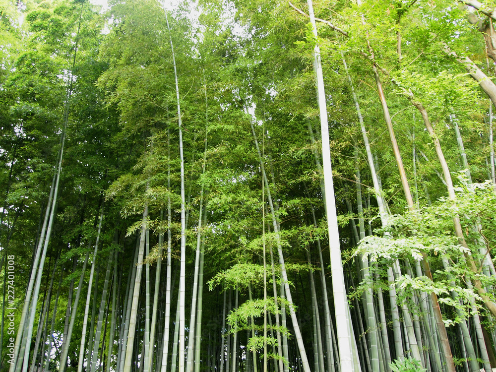 Naklejka premium 竹林風景