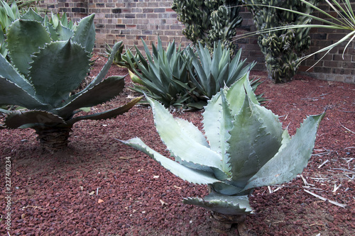 Valokuva Sydney Australia, agave plants with thorny edges in a succulent garden