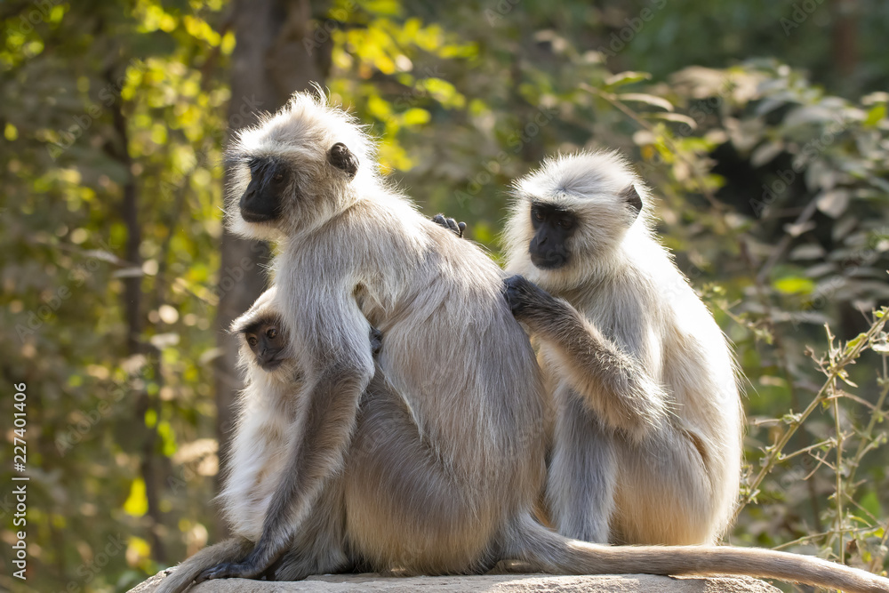 Obraz premium A langur family grooming on a wall inside Ranthambore national park