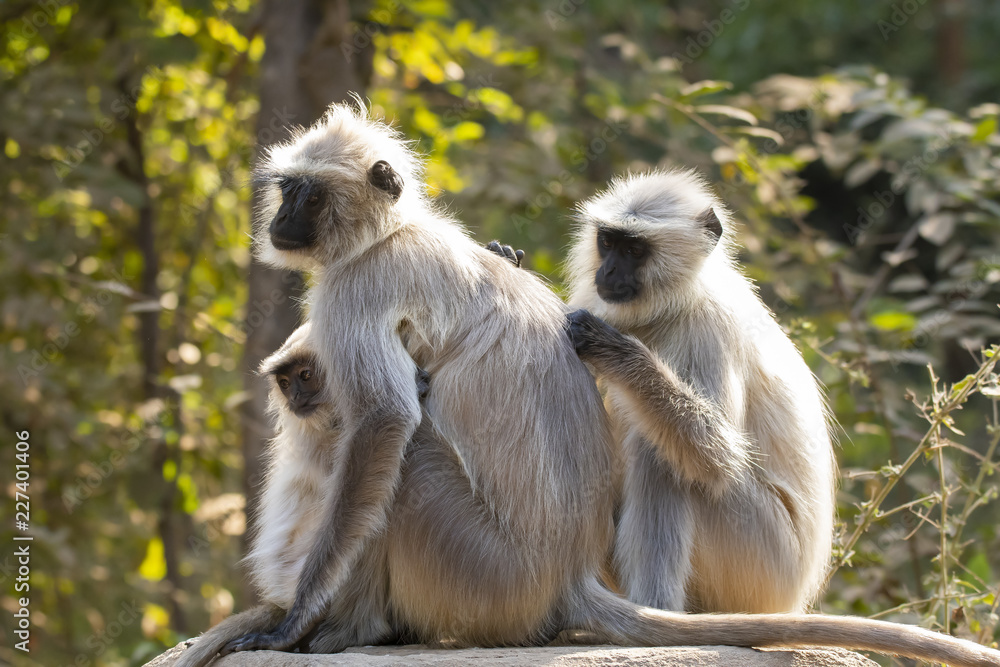A langur family grooming on a wall inside Ranthambore national park